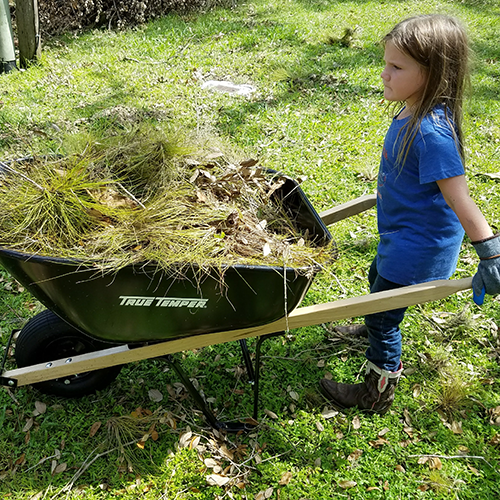 Little girl pushing wheelbarrow with yard debris during hurricane clean up.