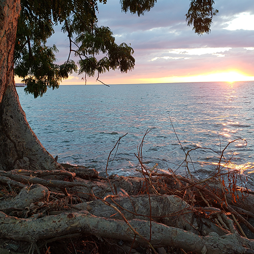 Sunset over the ocean framed by a lovely tree in Puerto Rico.